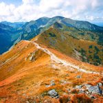 Atrakcyjne podłogi drewniane: Jak wybrać, zastosować i pielęgnować